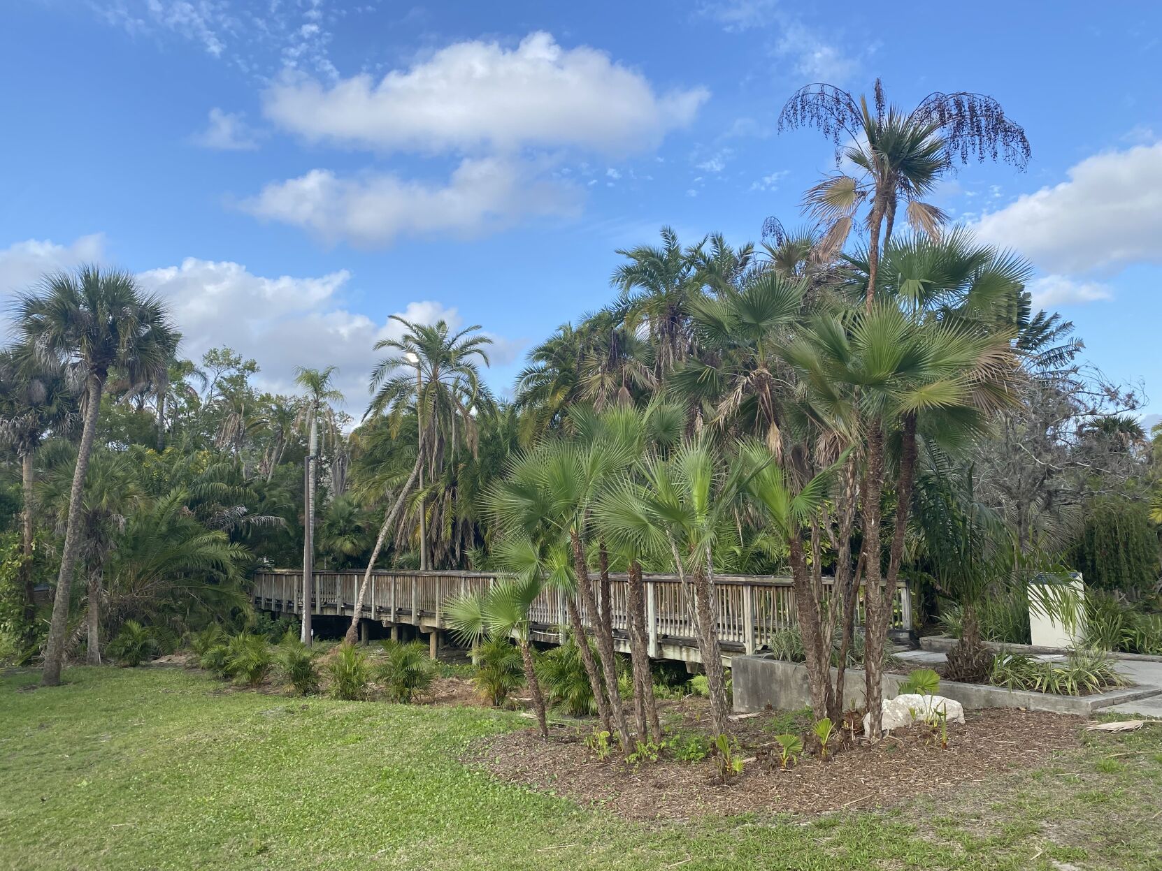 Palm tree removal